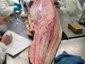 Killer Whale