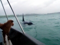 Killer Whale