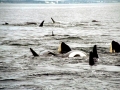 Killer Whale