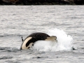 Killer Whale