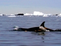 Killer Whale