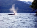 Killer Whale