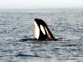 Killer Whale