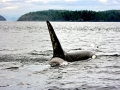 Killer Whale