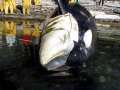 Killer Whale