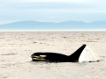 Killer Whale