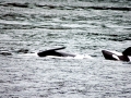 Killer Whale