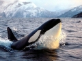 Killer Whale