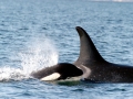 Killer Whale