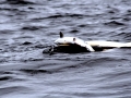 Killer Whale