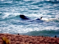 Killer Whale