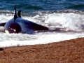 Killer Whale