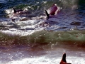 Killer Whale