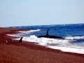 Killer Whale