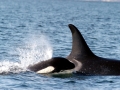 Killer Whale
