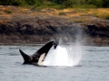 Killer Whale