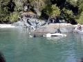 Killer Whale