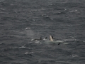 Killer Whale