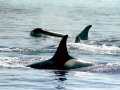 Killer Whale