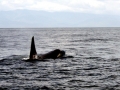 Killer Whale