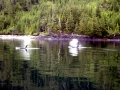 Killer Whale