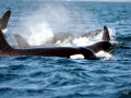 Killer Whale