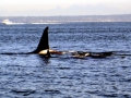Killer Whale