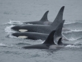 Killer Whale
