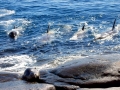Killer Whale