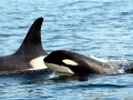 Killer Whale