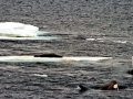 Killer Whale