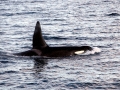 Killer Whale