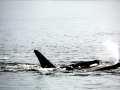 Killer Whale