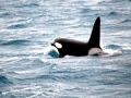 Killer Whale