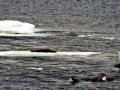 Killer Whale