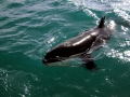 Killer Whale
