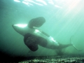 Killer Whale