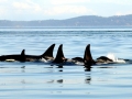 Killer Whale