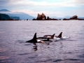 Killer Whale