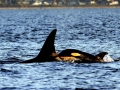 Killer Whale
