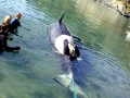 Killer Whale