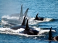 Killer Whale