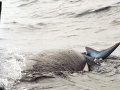 Killer Whale