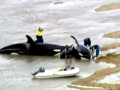 Killer Whale