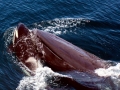 Killer Whale