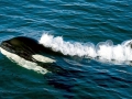Killer Whale