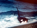 Killer Whale