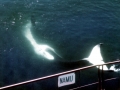 Killer Whale
