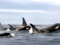 Killer Whale