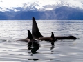Killer Whale
